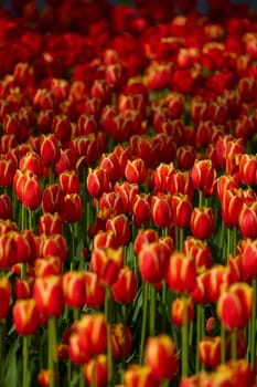 An idyllic garden scene showcasing bright red tulips illuminated by warm sunlight in St.Petersburg, Russia, conveying vibrancy, freshness, and natural beauty in a serene outdoor setting. High quality photo