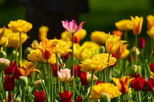 An idyllic garden scene showcasing bright yellow tulips illuminated by warm sunlight in St.Petersburg, Russia, conveying vibrancy, freshness, and natural beauty in a serene outdoor setting. High quality photo