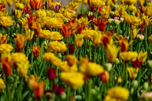 An idyllic garden scene showcasing bright yellow tulips illuminated by warm sunlight in St.Petersburg, Russia, conveying vibrancy, freshness, and natural beauty in a serene outdoor setting. High quality photo