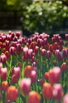 An idyllic garden scene showcasing bright red tulips illuminated by warm sunlight in St.Petersburg, Russia, conveying vibrancy, freshness, and natural beauty in a serene outdoor setting. High quality photo