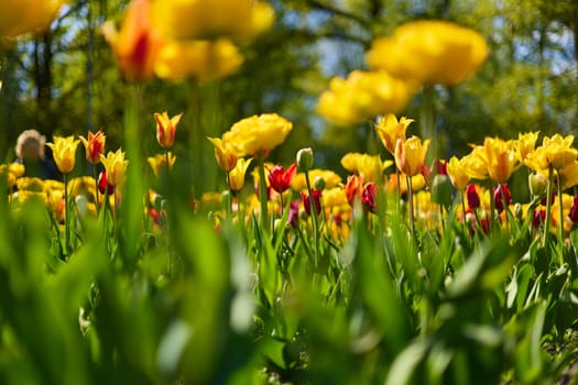 An idyllic garden scene showcasing bright yellow tulips illuminated by warm sunlight in St.Petersburg, Russia, conveying vibrancy, freshness, and natural beauty in a serene outdoor setting. High quality photo