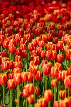 An idyllic garden scene showcasing bright red tulips illuminated by warm sunlight in St.Petersburg, Russia, conveying vibrancy, freshness, and natural beauty in a serene outdoor setting. High quality photo