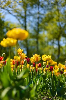 An idyllic garden scene showcasing bright yellow tulips illuminated by warm sunlight in St.Petersburg, Russia, conveying vibrancy, freshness, and natural beauty in a serene outdoor setting. High quality photo