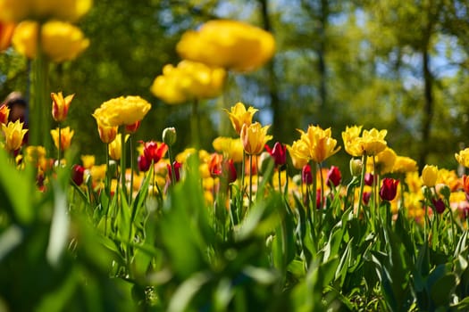 An idyllic garden scene showcasing bright yellow tulips illuminated by warm sunlight in St.Petersburg, Russia, conveying vibrancy, freshness, and natural beauty in a serene outdoor setting. High quality photo