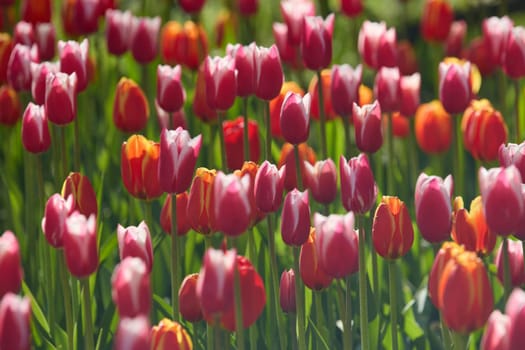 An idyllic garden scene showcasing bright red tulips illuminated by warm sunlight in St.Petersburg, Russia, conveying vibrancy, freshness, and natural beauty in a serene outdoor setting. High quality photo