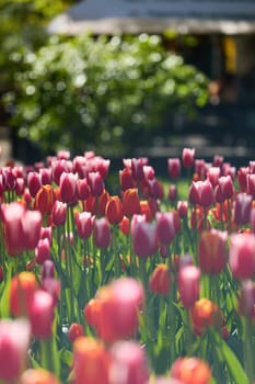 An idyllic garden scene showcasing bright red tulips illuminated by warm sunlight in St.Petersburg, Russia, conveying vibrancy, freshness, and natural beauty in a serene outdoor setting. High quality photo