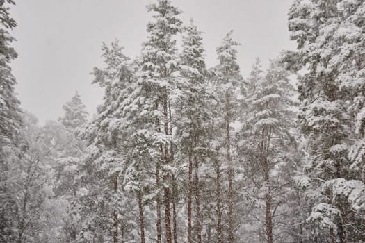The heavy snowfall in a wild park, winter fairy tale in the forest, snow-covered tree branches, large flakes of snow are slowly falling, nobody, snow storm, blizzard. High quality photo