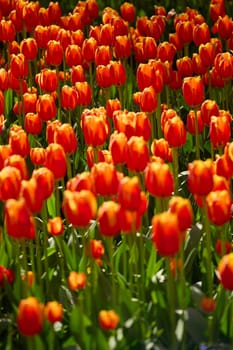 An idyllic garden scene showcasing bright red tulips illuminated by warm sunlight in St.Petersburg, Russia, conveying vibrancy, freshness, and natural beauty in a serene outdoor setting. High quality photo