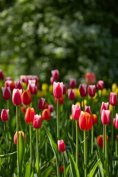 An idyllic garden scene showcasing bright red tulips illuminated by warm sunlight in St.Petersburg, Russia, conveying vibrancy, freshness, and natural beauty in a serene outdoor setting. High quality photo