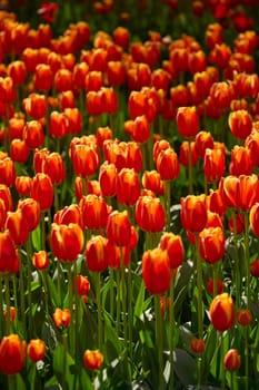 An idyllic garden scene showcasing bright red tulips illuminated by warm sunlight in St.Petersburg, Russia, conveying vibrancy, freshness, and natural beauty in a serene outdoor setting. High quality photo