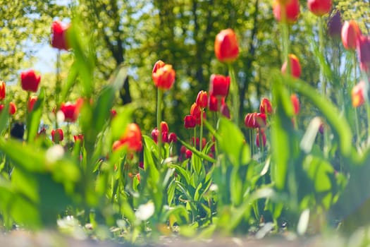 An idyllic garden scene showcasing bright red tulips illuminated by warm sunlight in St.Petersburg, Russia, conveying vibrancy, freshness, and natural beauty in a serene outdoor setting. High quality photo