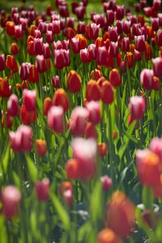 An idyllic garden scene showcasing bright red tulips illuminated by warm sunlight in St.Petersburg, Russia, conveying vibrancy, freshness, and natural beauty in a serene outdoor setting. High quality photo