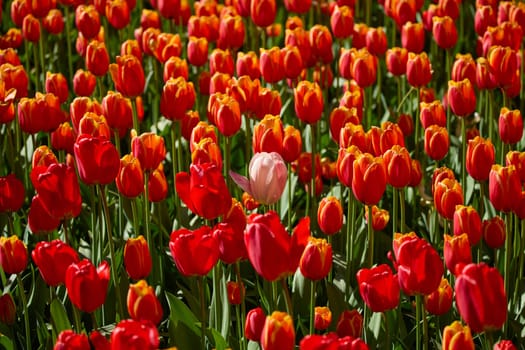 An idyllic garden scene showcasing bright red tulips illuminated by warm sunlight in St.Petersburg, Russia, conveying vibrancy, freshness, and natural beauty in a serene outdoor setting. High quality photo