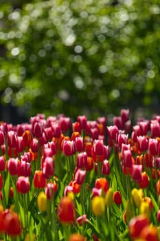 An idyllic garden scene showcasing bright red tulips illuminated by warm sunlight in St.Petersburg, Russia, conveying vibrancy, freshness, and natural beauty in a serene outdoor setting. High quality photo