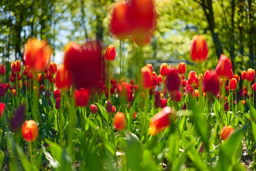 An idyllic garden scene showcasing bright red tulips illuminated by warm sunlight in St.Petersburg, Russia, conveying vibrancy, freshness, and natural beauty in a serene outdoor setting. High quality photo