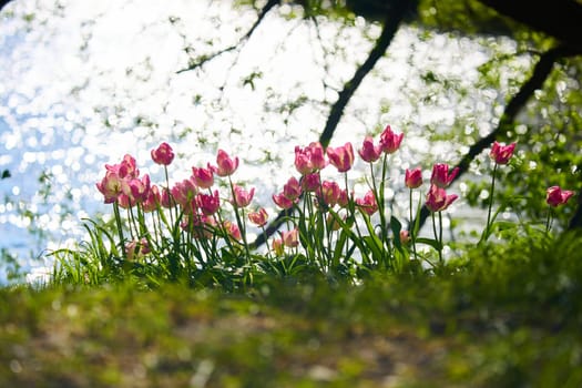 An idyllic garden scene showcasing bright pink tulips illuminated by warm sunlight in St.Petersburg, Russia, pond on background, conveying vibrancy, freshness, sun reflections on water surface. High quality photo