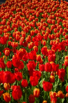 An idyllic garden scene showcasing bright red tulips illuminated by warm sunlight in St.Petersburg, Russia, conveying vibrancy, freshness, and natural beauty in a serene outdoor setting. High quality photo