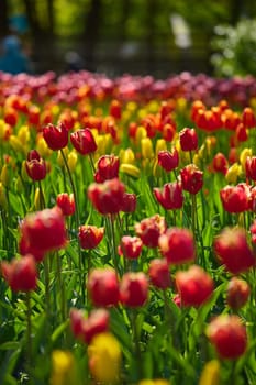 An idyllic garden scene showcasing bright red tulips illuminated by warm sunlight in St.Petersburg, Russia, conveying vibrancy, freshness, and natural beauty in a serene outdoor setting. High quality photo