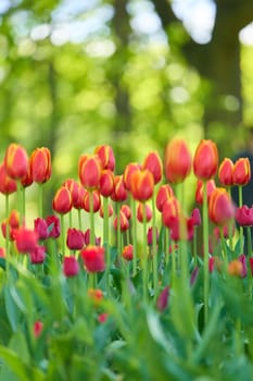 An idyllic garden scene showcasing bright red tulips illuminated by warm sunlight in St.Petersburg, Russia, conveying vibrancy, freshness, and natural beauty in a serene outdoor setting. High quality photo