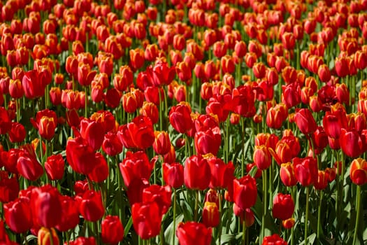 An idyllic garden scene showcasing bright red tulips illuminated by warm sunlight in St.Petersburg, Russia, conveying vibrancy, freshness, and natural beauty in a serene outdoor setting. High quality photo