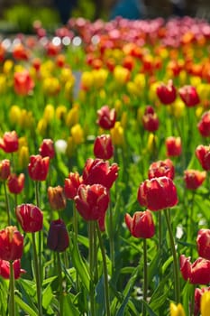 An idyllic garden scene showcasing bright red tulips illuminated by warm sunlight in St.Petersburg, Russia, conveying vibrancy, freshness, and natural beauty in a serene outdoor setting. High quality photo