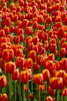 An idyllic garden scene showcasing bright red tulips illuminated by warm sunlight in St.Petersburg, Russia, conveying vibrancy, freshness, and natural beauty in a serene outdoor setting. High quality photo