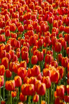 An idyllic garden scene showcasing bright red tulips illuminated by warm sunlight in St.Petersburg, Russia, conveying vibrancy, freshness, and natural beauty in a serene outdoor setting. High quality photo