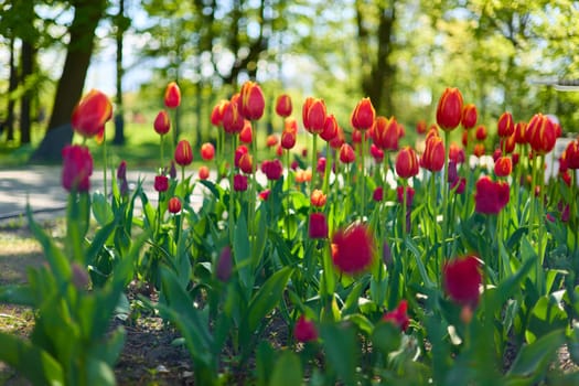 An idyllic garden scene showcasing bright red tulips illuminated by warm sunlight in St.Petersburg, Russia, conveying vibrancy, freshness, and natural beauty in a serene outdoor setting. High quality photo