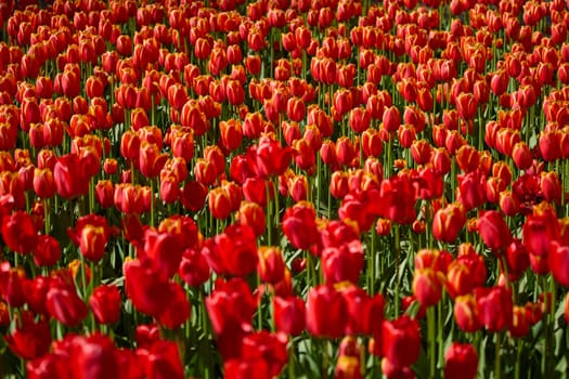 An idyllic garden scene showcasing bright red tulips illuminated by warm sunlight in St.Petersburg, Russia, conveying vibrancy, freshness, and natural beauty in a serene outdoor setting. High quality photo