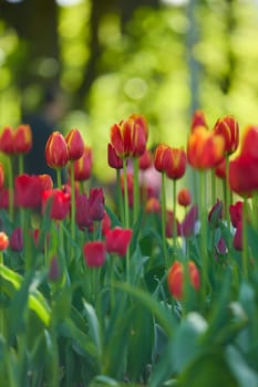 An idyllic garden scene showcasing bright red tulips illuminated by warm sunlight in St.Petersburg, Russia, conveying vibrancy, freshness, and natural beauty in a serene outdoor setting. High quality photo