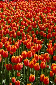 An idyllic garden scene showcasing bright red tulips illuminated by warm sunlight in St.Petersburg, Russia, conveying vibrancy, freshness, and natural beauty in a serene outdoor setting. High quality photo