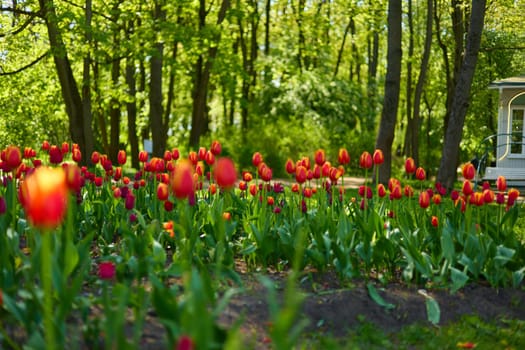 An idyllic garden scene showcasing bright red tulips illuminated by warm sunlight in St.Petersburg, Russia, conveying vibrancy, freshness, and natural beauty in a serene outdoor setting. High quality photo