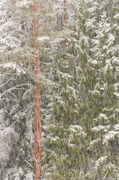 The heavy snowfall in a wild park, winter fairy tale in the forest, snow-covered tree branches, large flakes of snow are slowly falling, nobody, snow storm, blizzard. High quality photo
