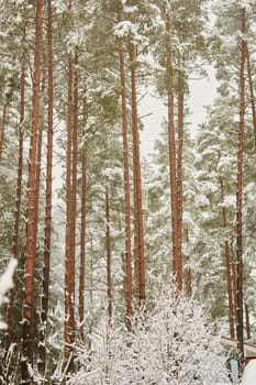The heavy snowfall in a wild park, winter fairy tale in the forest, snow-covered tree branches, large flakes of snow are slowly falling, nobody, snow storm, blizzard. High quality photo