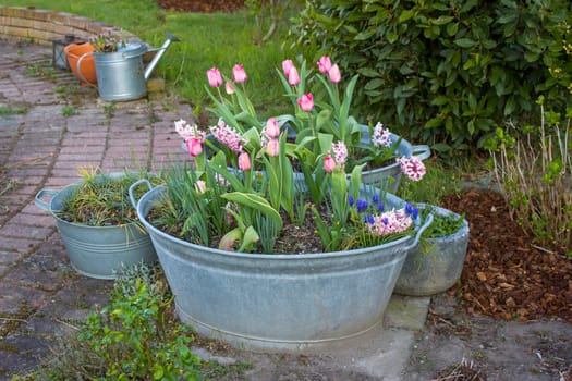 Rustic garden - spring flowers in  in tin tub - spring time