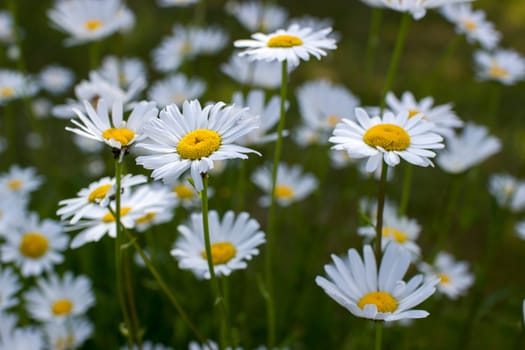 Ox-eye Daisy (Leucanthemum vulgare) in a garden - secret garden - soft focus