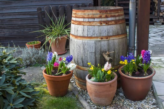 rustic garden -  blooming spring flowers - narcissus and hyacinth flowers in clay pots