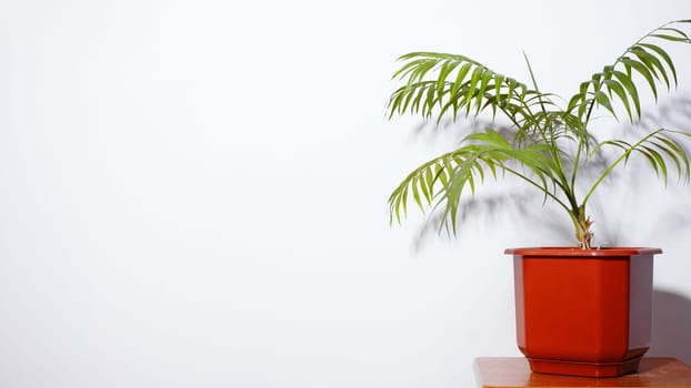 Decorative Palm in vibrant Light. Beautiful wallpaper picture. Eco Life. Green plants fot home. Freshening of the air. Indoor gardening.