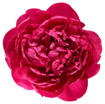 Red peony flower in full bloom, isolated background, top view