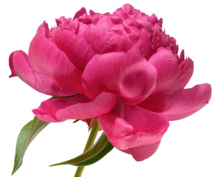 Close-up of one lush bright pink peony flower with green leaves, isolated background