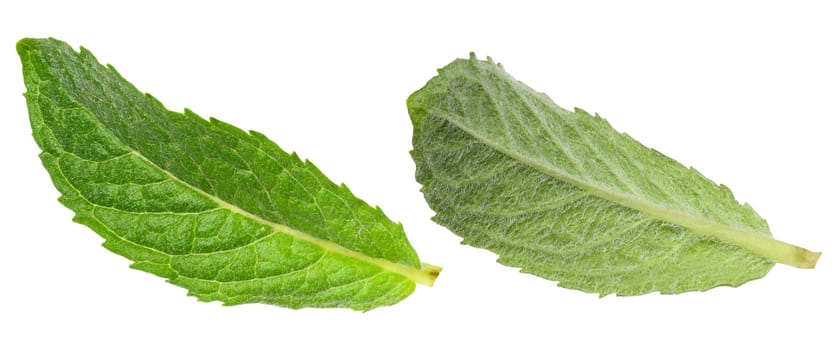 Green mint leaf with visible veins, isolated background, set