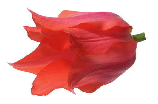 Red tulip flower in bloom, with gently curved petals, isolated background