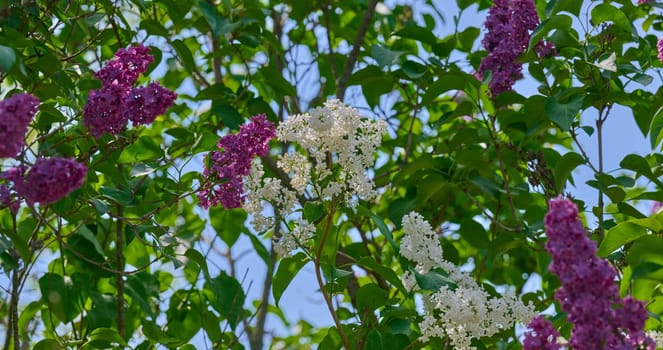 Clusters of purple and white  lilac flowers Syringa vulgaris blooming in spring