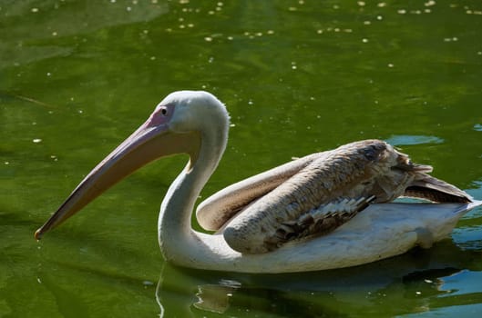White adult pelican swimming on a pond with green water