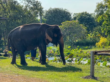 Bangkok, Thailand - November 11, 2024: Asian elephants enjoys a tranquil moment in a nature park, highlighting the beauty of wildlife protection and the natural world in Thailand. Gentle giants.