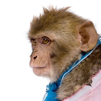 Side view of young Barbary Macaque, Macaca Sylvanus, 1 year old, against white background, studio shot