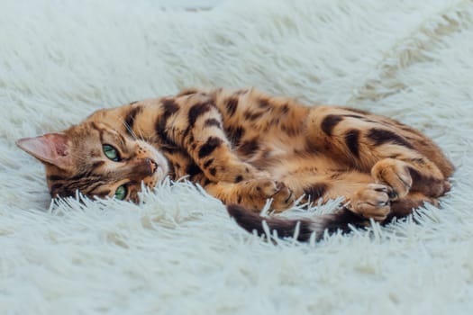 Bengal kitty cat laying on the white fury blanket indoors