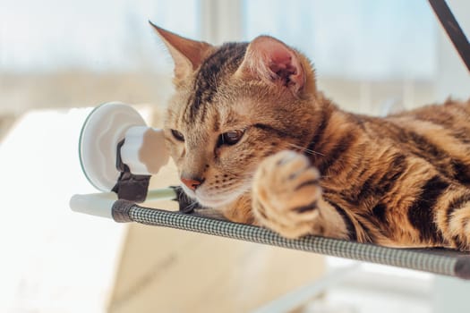 Cute little bengal kitty cat laying on the cat's window bed watching on the room. Sunny seat for cat on the window.
