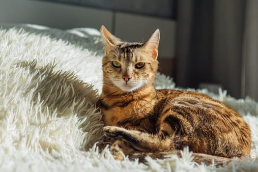 Bengal kitty cat laying on the white fury blanket indoors