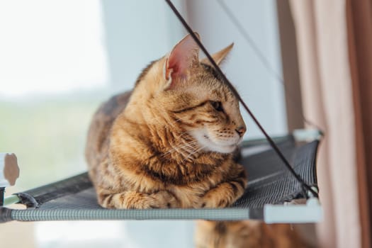 Cute little bengal kitty cat laying on the cat's window bed watching on the room. Sunny seat for cat on the window.